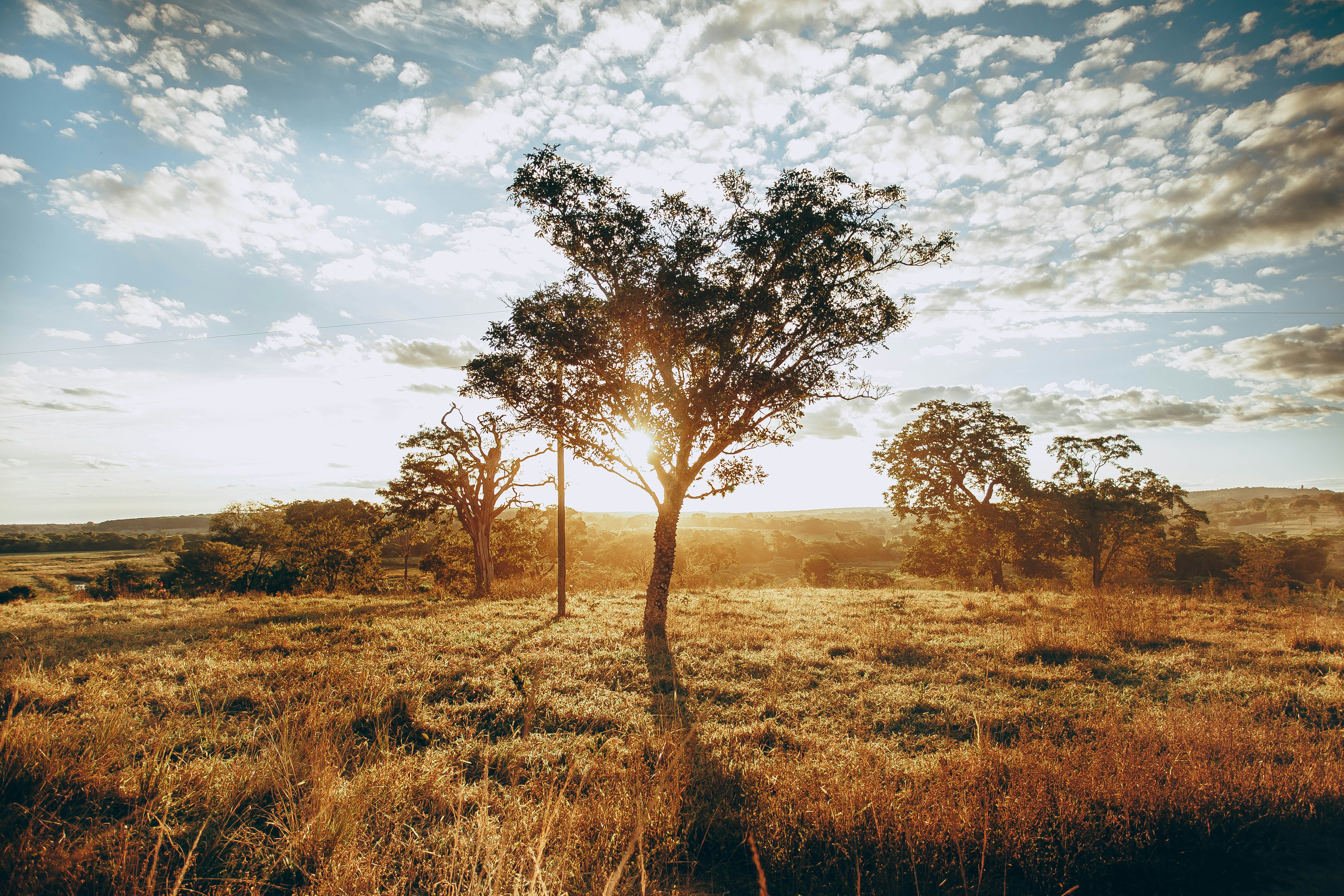 green tree on brown grass field under white clouds and blue sky during daytime